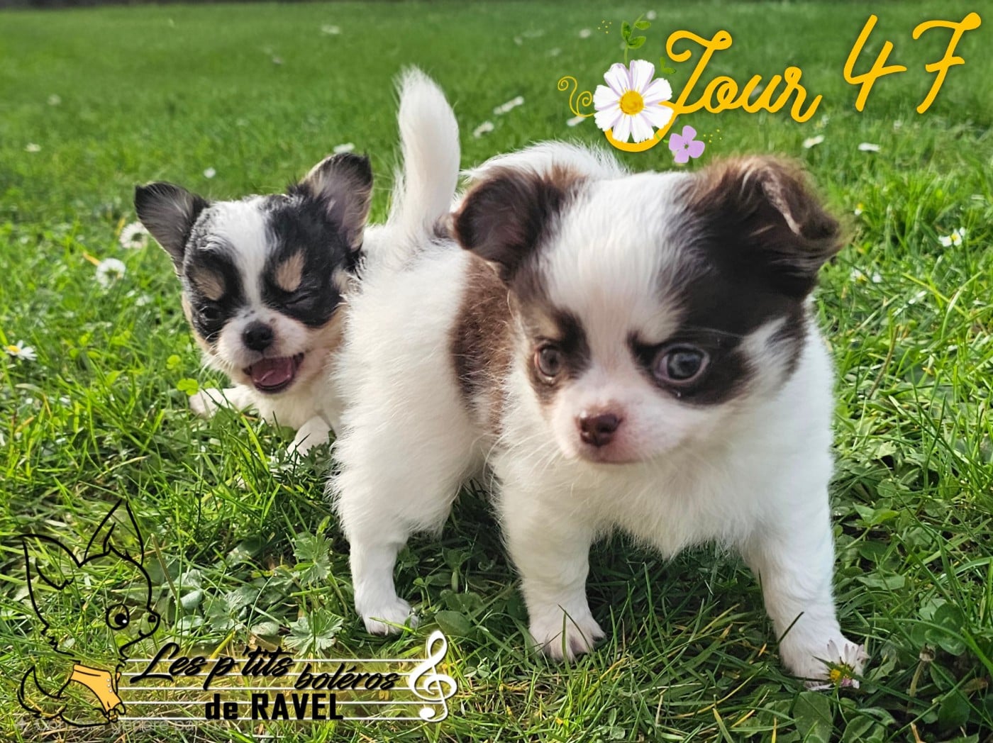 Chihuahua - Des P'tits Boléros De Ravel