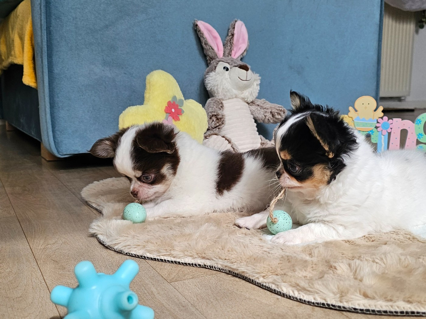 Chihuahua - Des P'tits Boléros De Ravel