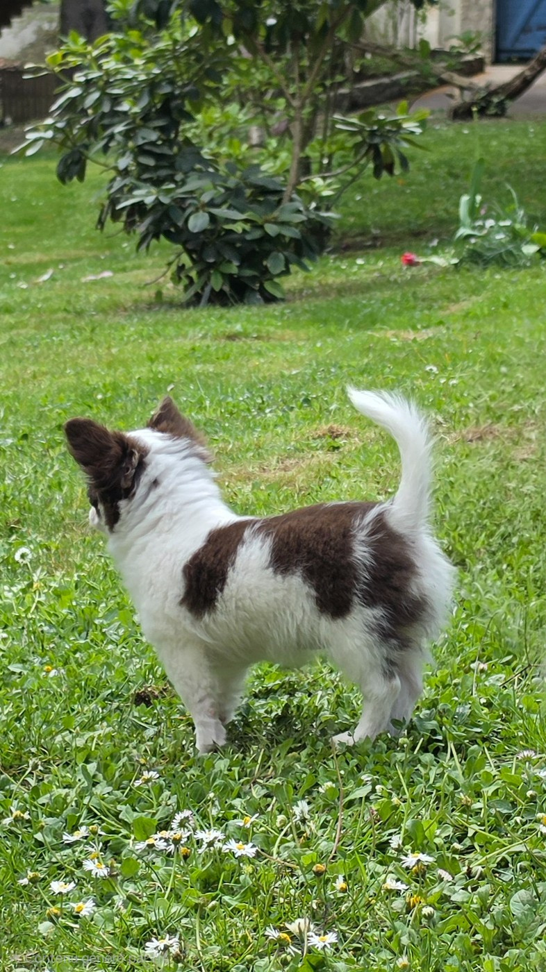 Balisto