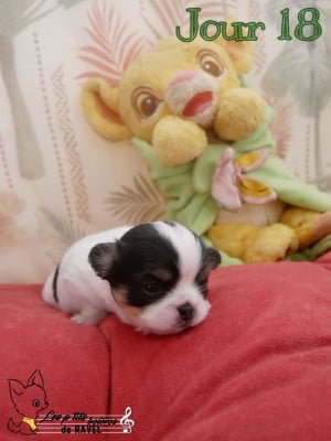 Les chiots de Chihuahua