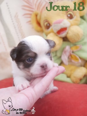 Les chiots de Chihuahua