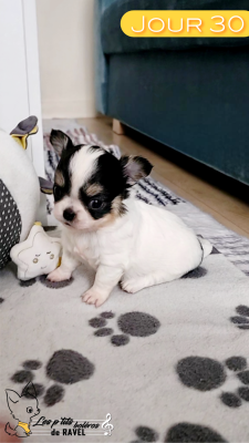 Les chiots de Chihuahua