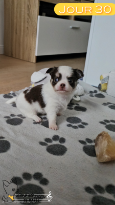 Les chiots de Chihuahua