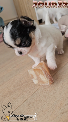 Les chiots de Chihuahua