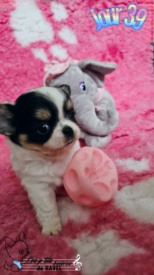 Les chiots de Chihuahua