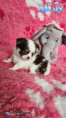 Les chiots de Chihuahua