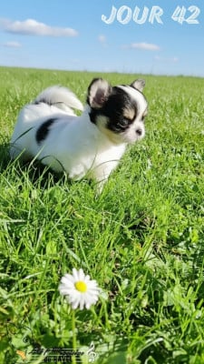 Les chiots de Chihuahua