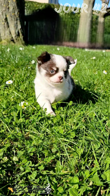 Les chiots de Chihuahua