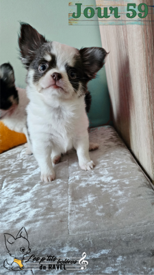 Les chiots de Chihuahua