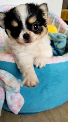 Les chiots de Chihuahua