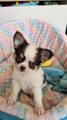 Les chiots de Chihuahua