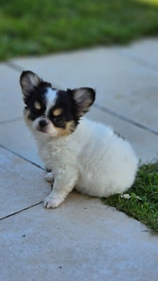 Les chiots de Chihuahua