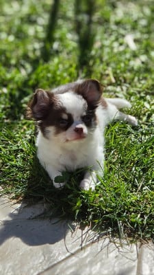 Les chiots de Chihuahua