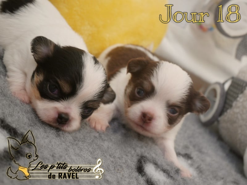 Chihuahua - Des P'tits Boléros De Ravel