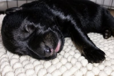 Les chiots de Berger Allemand