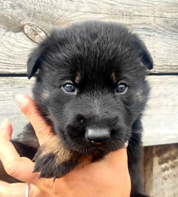 Les chiots de Berger Allemand