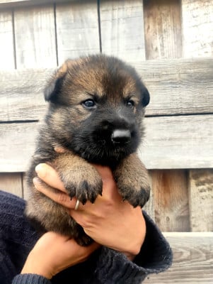 Les chiots de Berger Allemand