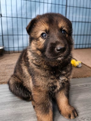 Les chiots de Berger Allemand