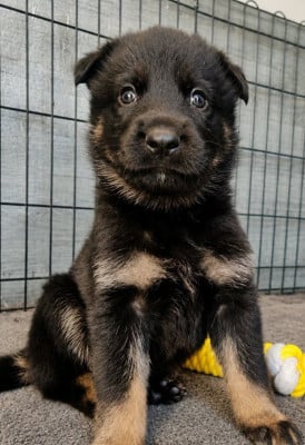 Les chiots de Berger Allemand