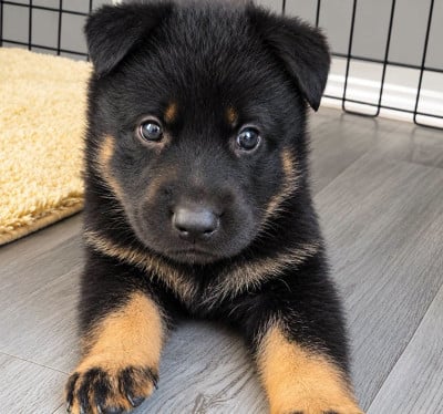 Les chiots de Berger Allemand
