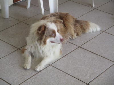 d'Erland