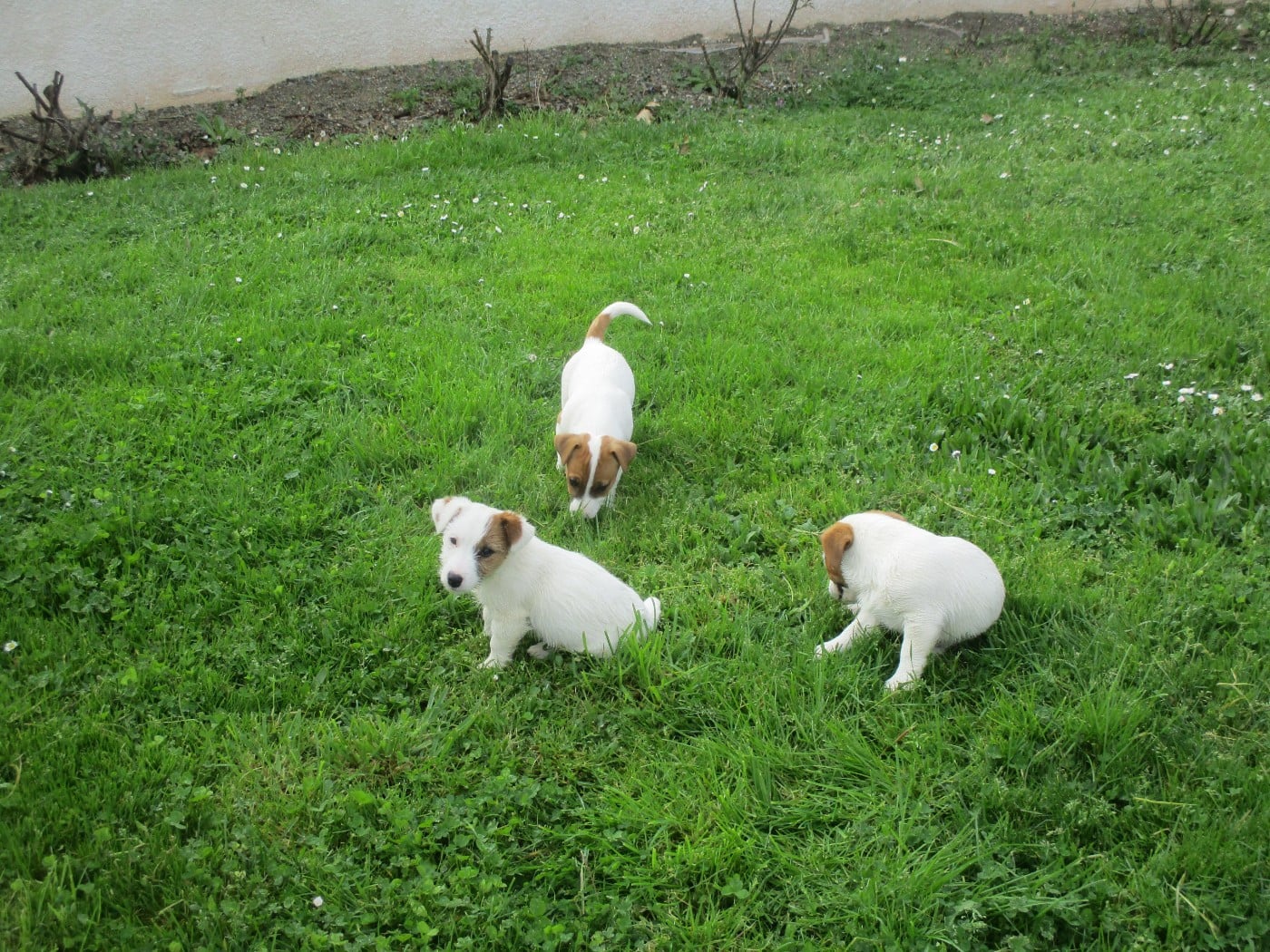 Jack Russell Terrier - d'Erland