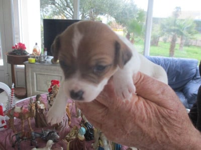 Les chiots de Jack Russell Terrier