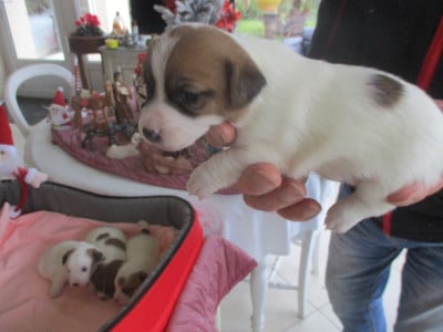 Les chiots de Jack Russell Terrier