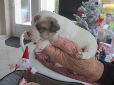Les chiots de Jack Russell Terrier