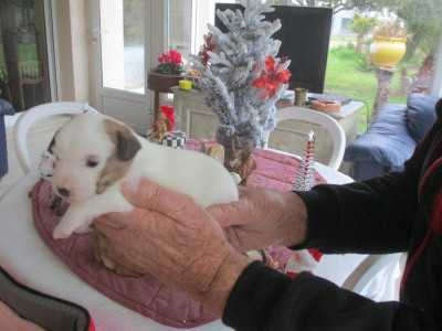 Les chiots de Jack Russell Terrier