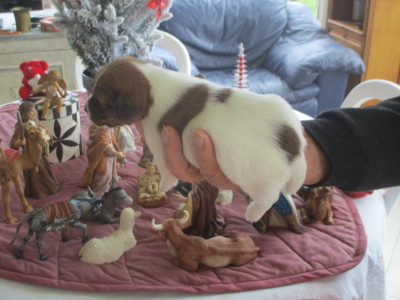 Les chiots de Jack Russell Terrier