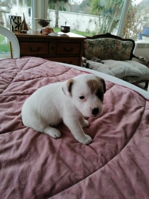 Les chiots de Jack Russell Terrier
