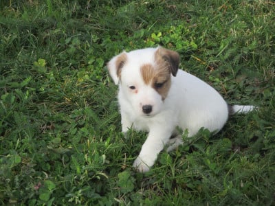 Les chiots de Jack Russell Terrier