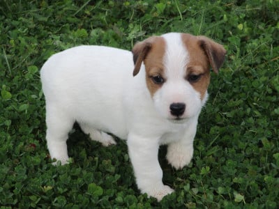 Les chiots de Jack Russell Terrier