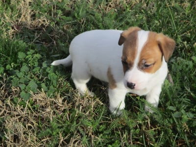 Les chiots de Jack Russell Terrier