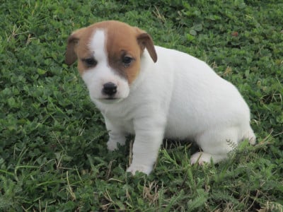 Les chiots de Jack Russell Terrier