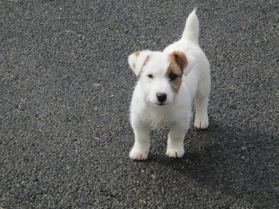 Les chiots de Jack Russell Terrier