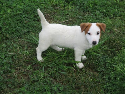 Les chiots de Jack Russell Terrier