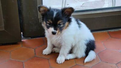 Les chiots de Epagneul nain Continental (Papillon)