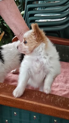 Les chiots de Epagneul nain Continental (Papillon)