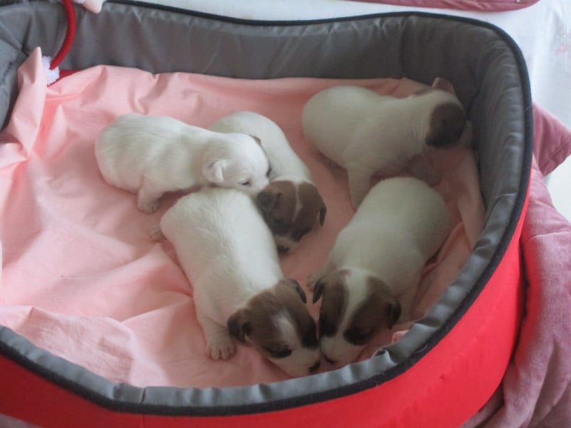 Jack Russell Terrier - d'Erland