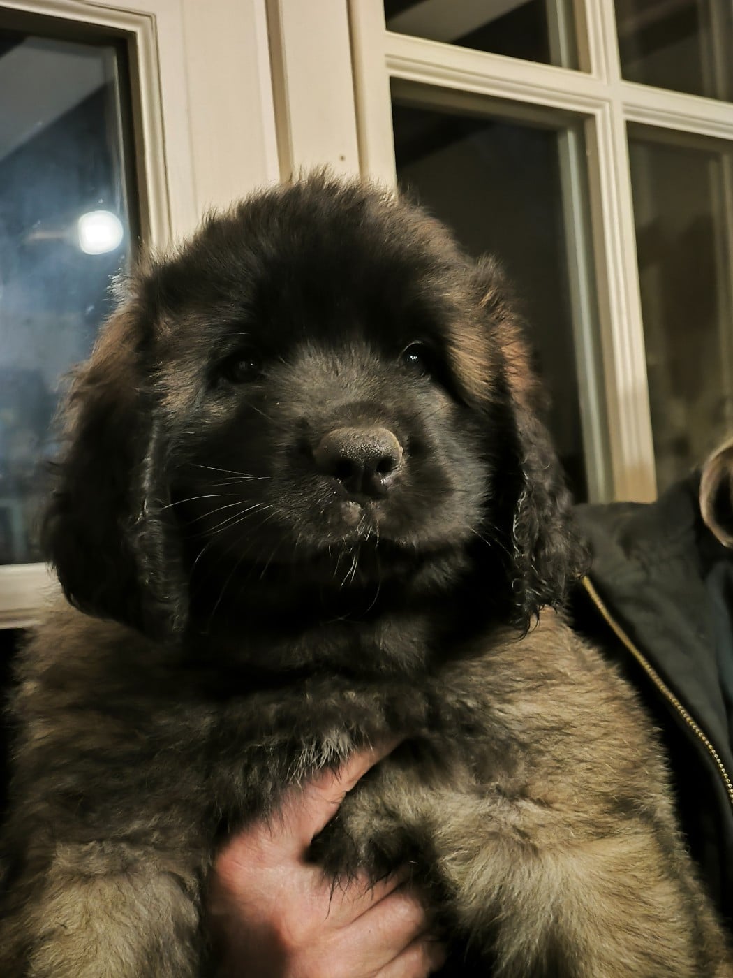 Chiot collier jaune - Leonberger