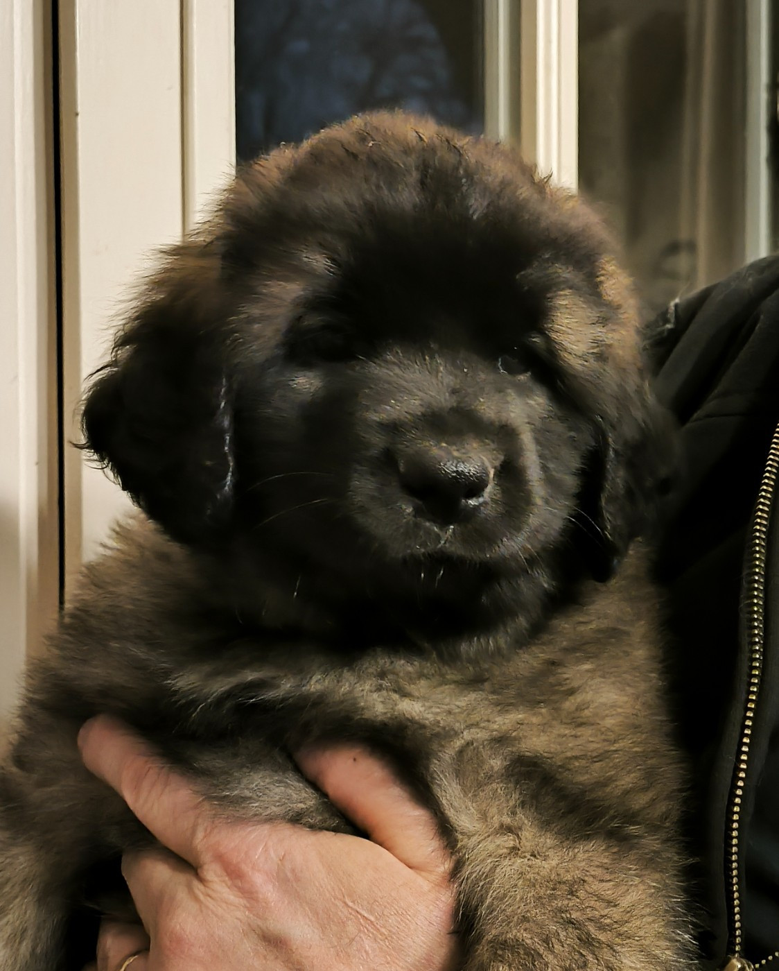 Chiot collier rouge - Leonberger
