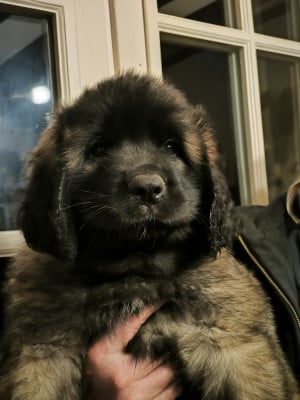 Les chiots de Leonberger