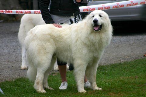 Publication : du Mas de la Valliere