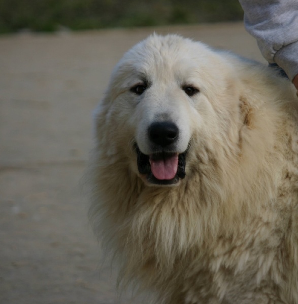 Publication : du Mas de la Valliere