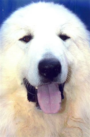 Publication : du Mas de la Valliere