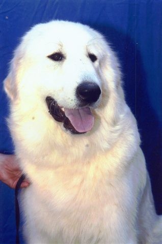 Publication : Du neouvielle