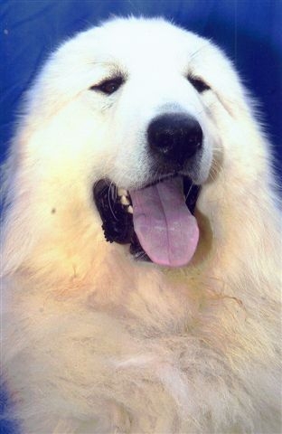 Publication : du Mas de la Valliere