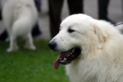 Publication : du Mas de la Valliere